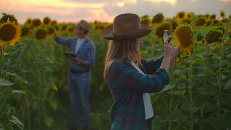 Young-woman-and-man-are-studying-a-sunflower-with-a-magnifier-on-the-field-at-sunset.-They-write-down-its-basic-properties-on-a-tablet.